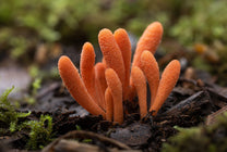 Cordyceps