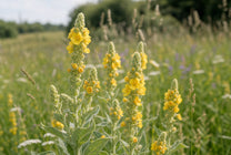 Mullein Extract