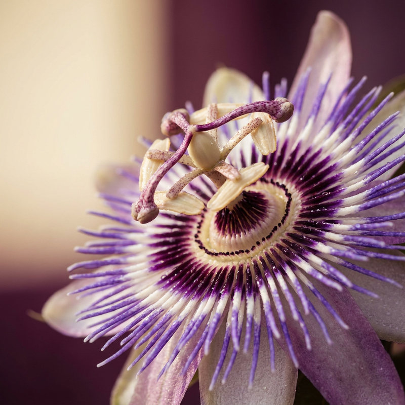 Passionflower Extract